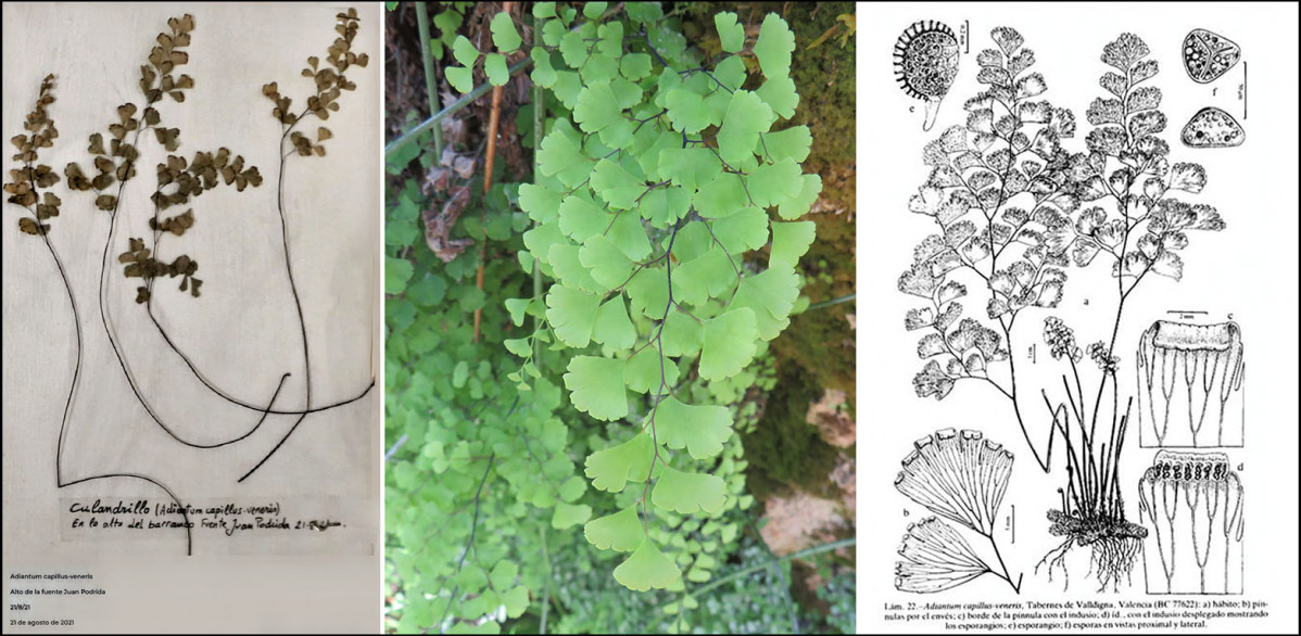 Adiantum capillus