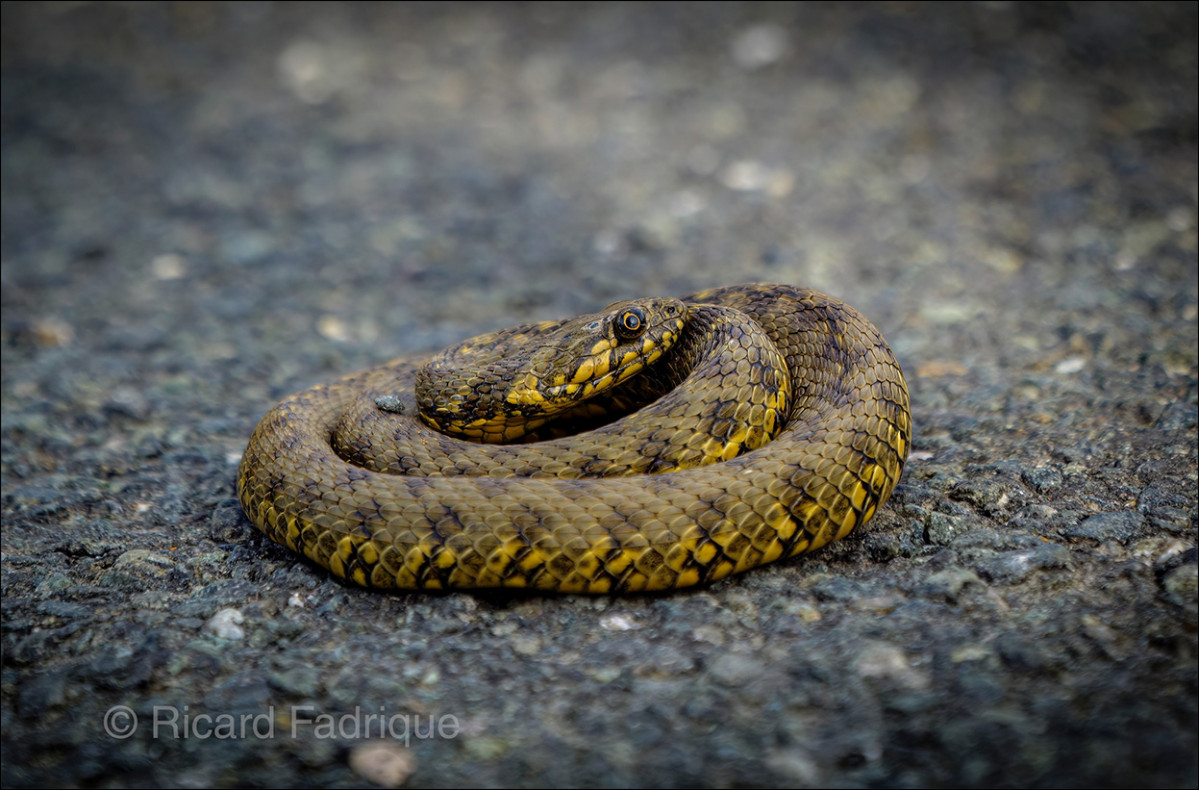 Serpiente bastarda
