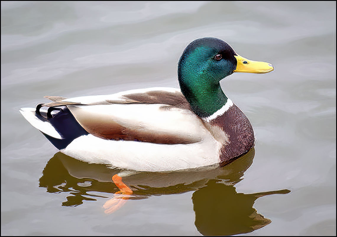 Pato
