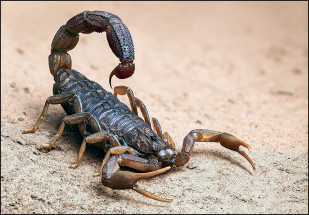 Escorpion2
