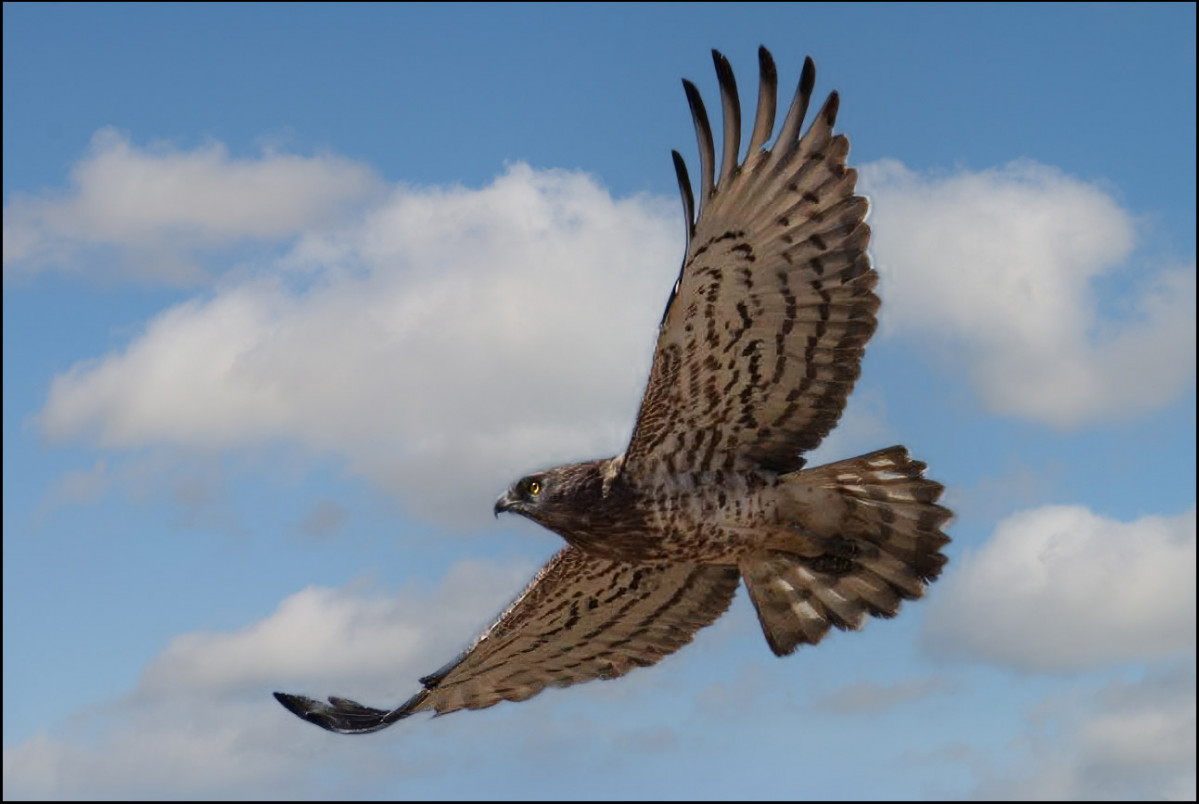Aguila2