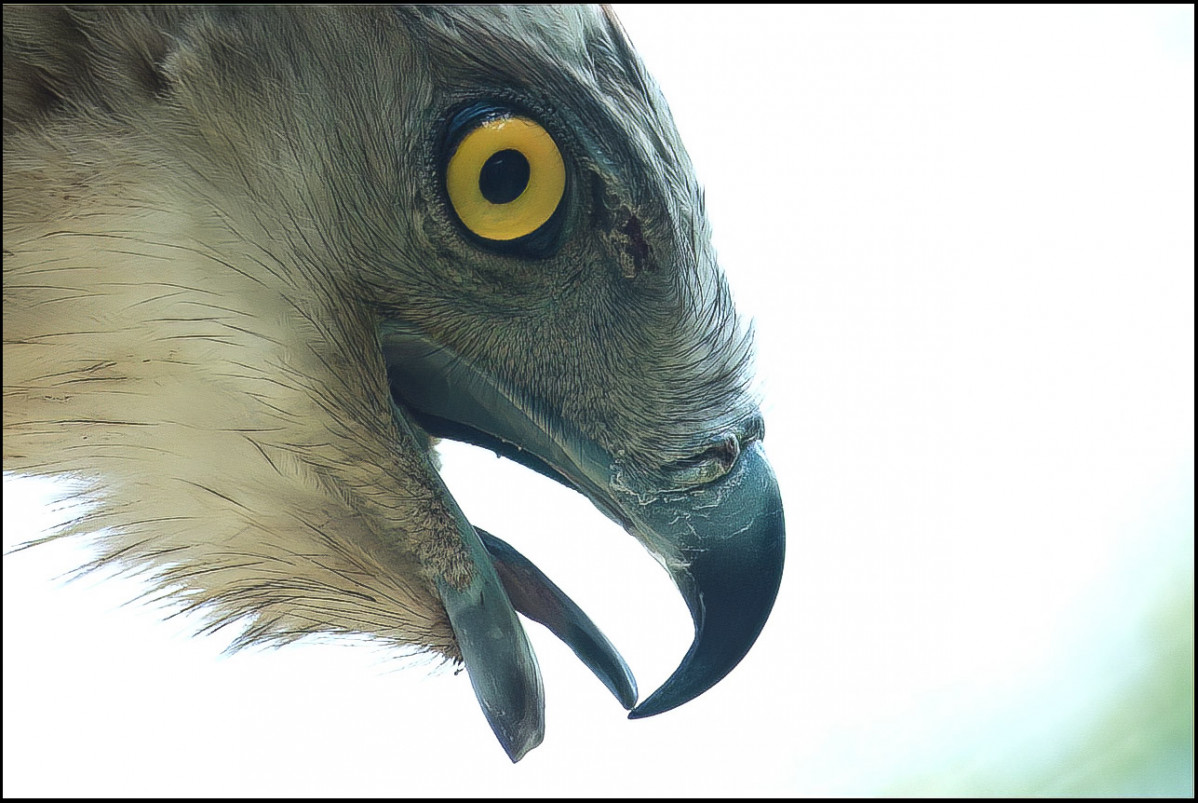Aguila1