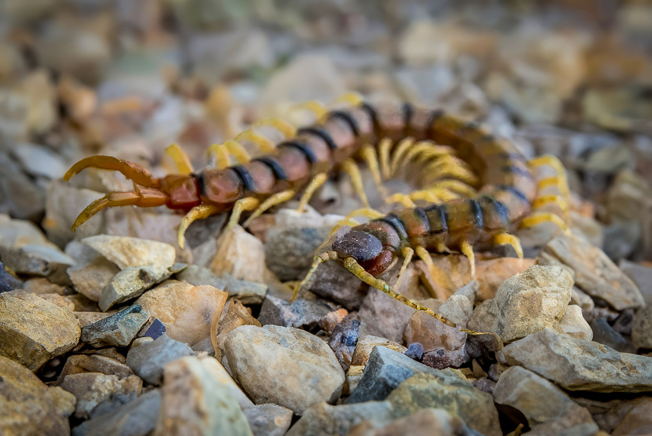 Escolopendra