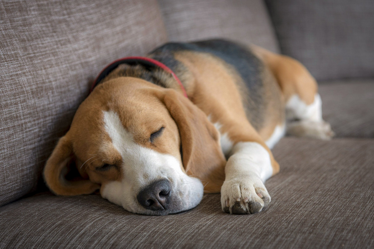 Beagle 5375286 1920