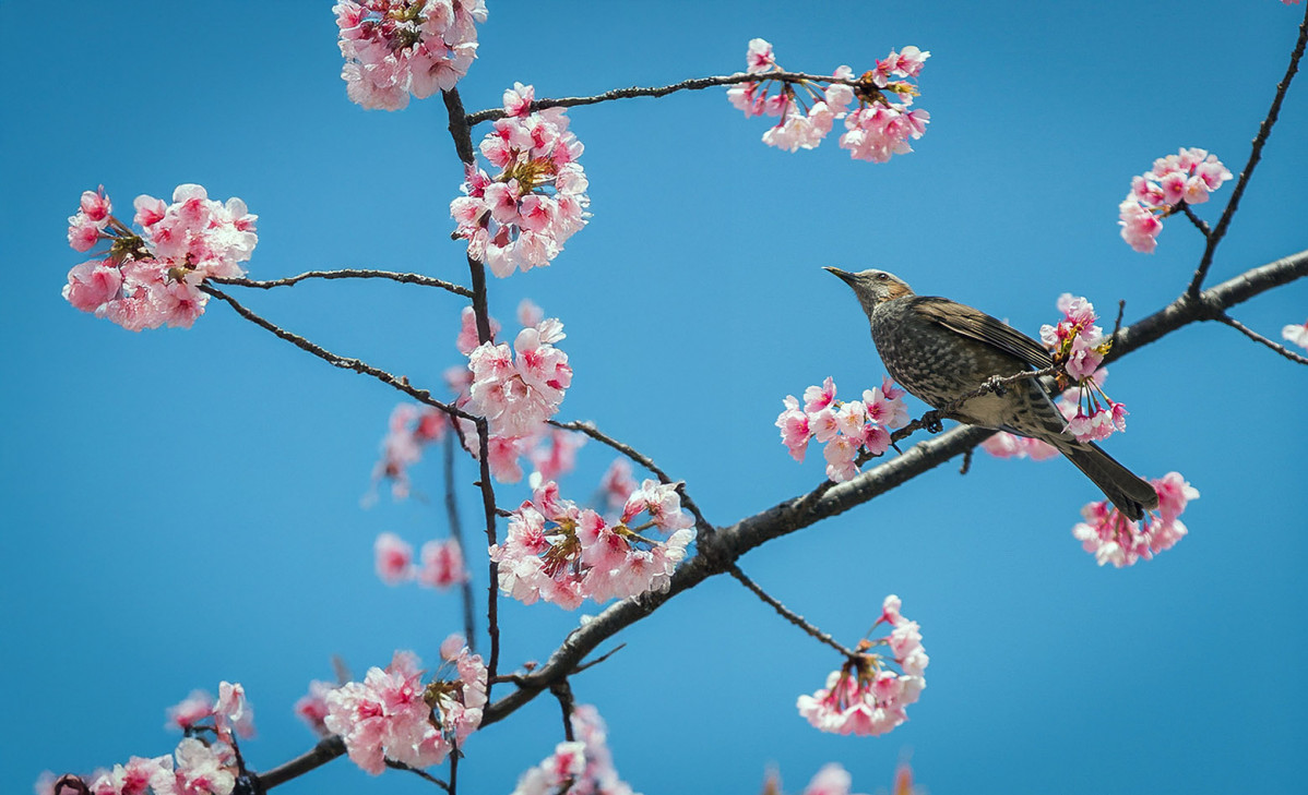 Primavera