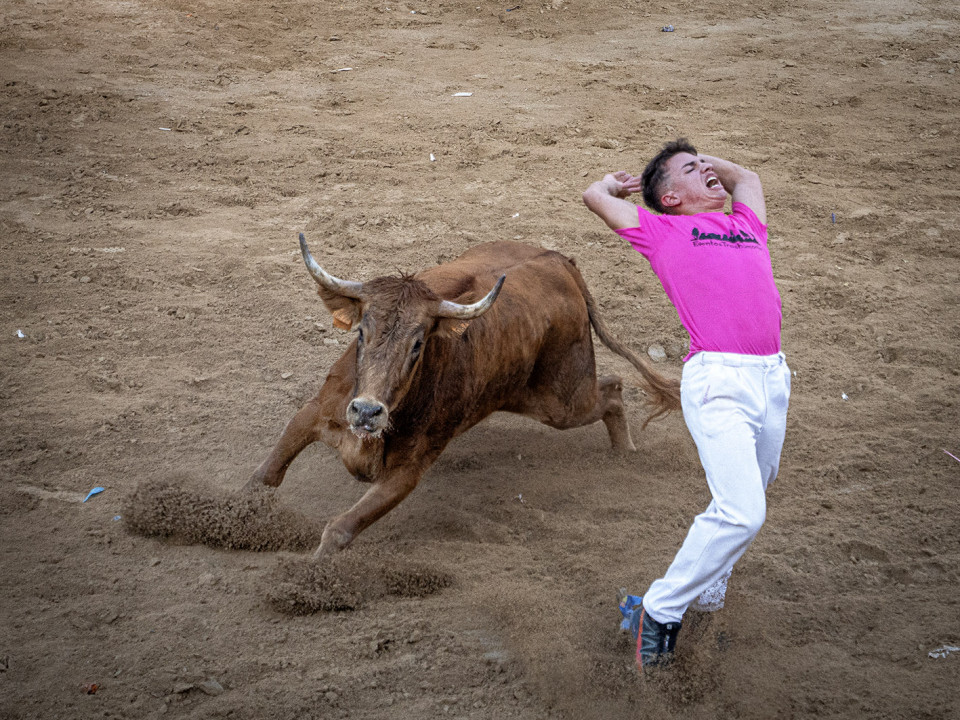 Exhibición de cortes con vacas