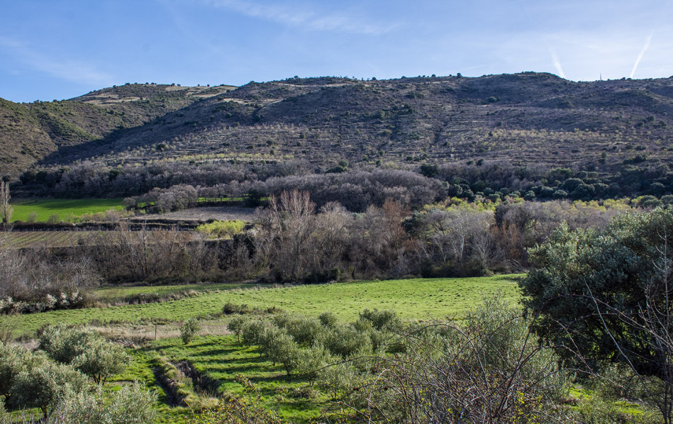 Roble1