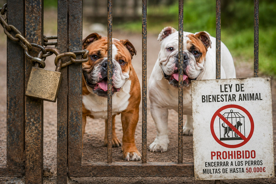Perros